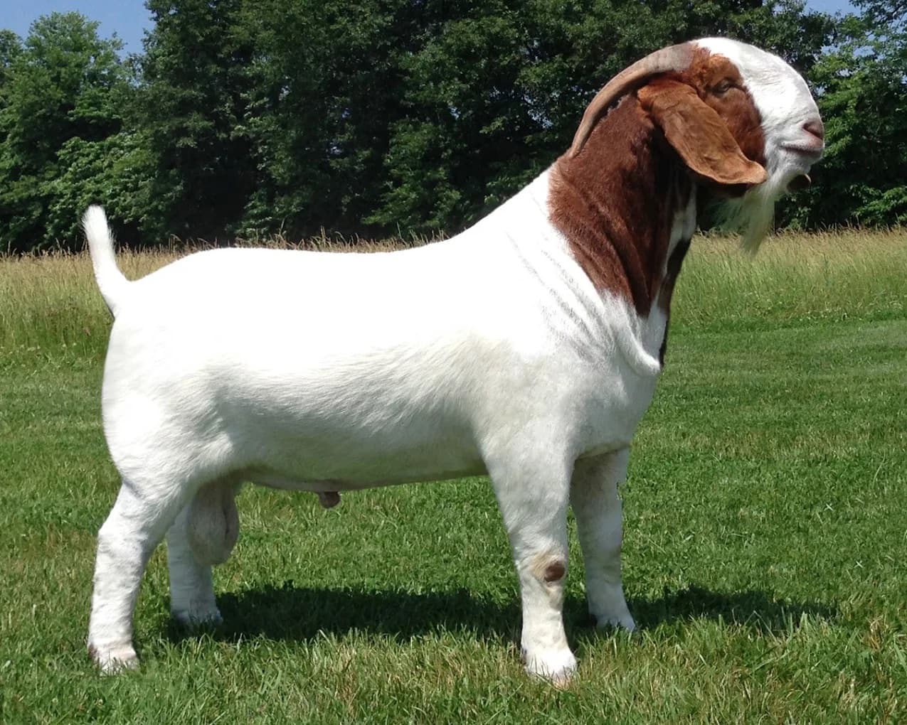 Boer goat standing in a green pasture